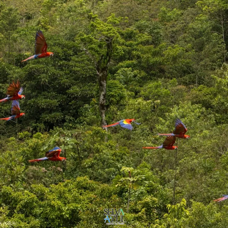 Las Guacamayas y Nubes 2 días