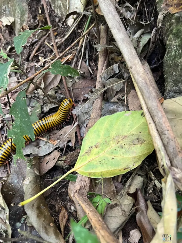  en Arco del Tiempo Expedición.