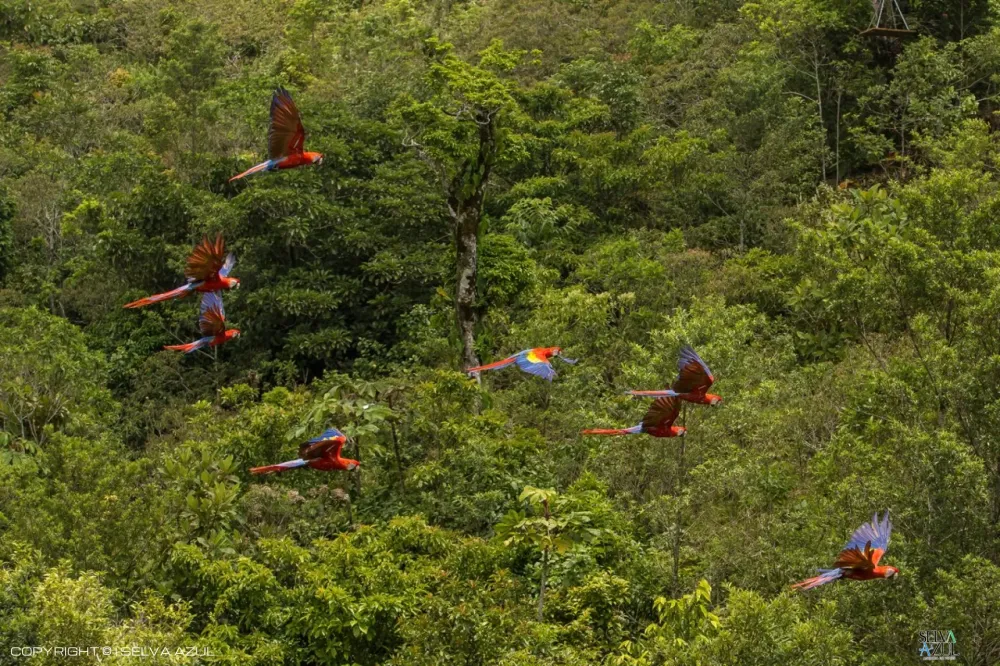 Las Guacamayas y Nubes 2 días